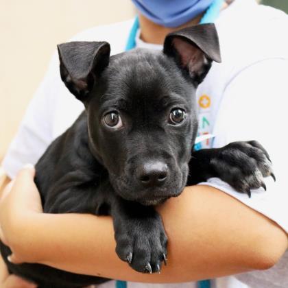 Chibs Humane Society NW GA