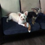 Adoptable (Official) Georgia Dogs for July 28, 2020