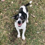Adoptable (Official) Georgia Dogs for July 31, 2020