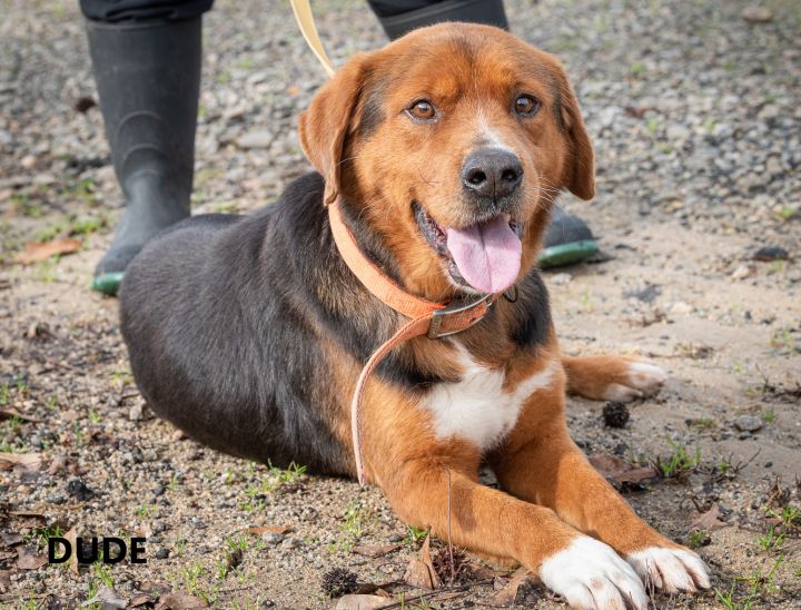 Dude Washington Wilkes Humane Shelter