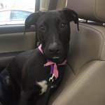 Adoptable (Official) Georgia Dogs for July 21, 2020