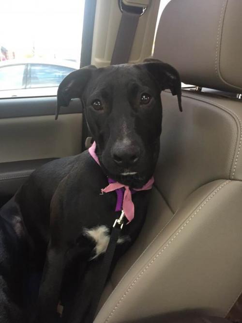 Ebony Street Paws INC