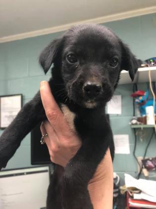 Homer Humane Society NW GA