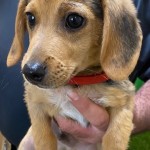 Adoptable (Official) Georgia Dogs for July 14, 2020