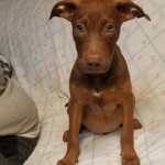 Adoptable (Official) Georgia Dogs for July 20, 2020