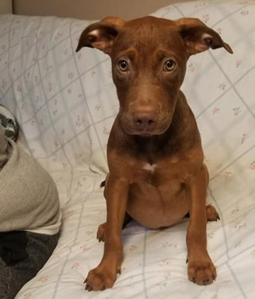 Jasper Evelyns Place Rescue