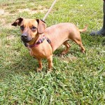 Adoptable (Official) Georgia Dogs for July 16, 2020