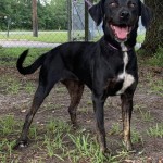 Adoptable (Official) Georgia Dogs for July 10, 2020