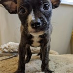Adoptable (Official) Georgia Dogs for July 1, 2020