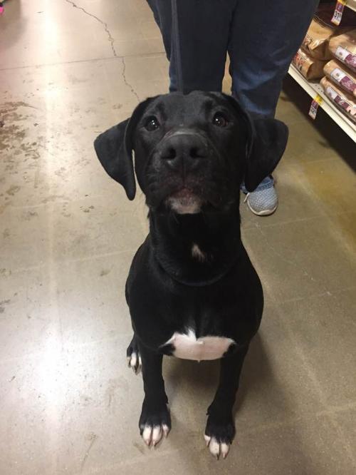 Onyx Street Paws INC