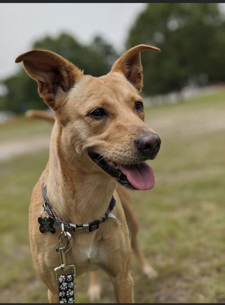 Peaches Renegade Paws Rescue