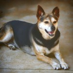 Adoptable (Official) Georgia Dogs for July 17, 2020