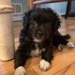 Adoptable (Official) Georgia Dogs for July 23, 2020