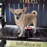 Adoptable (Official) Georgia Dogs for July 30, 2020