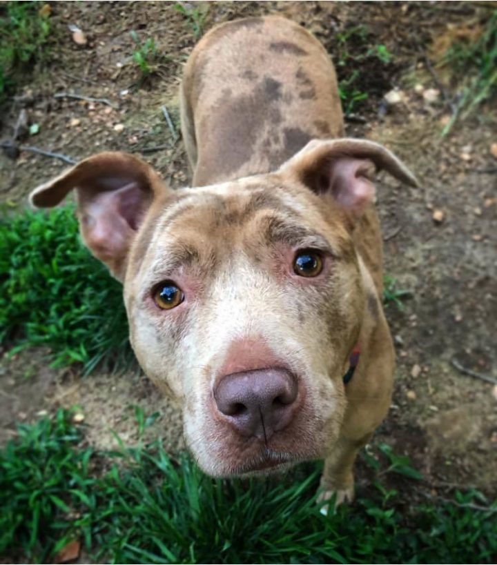 Roxy Furever Match Dallas GA