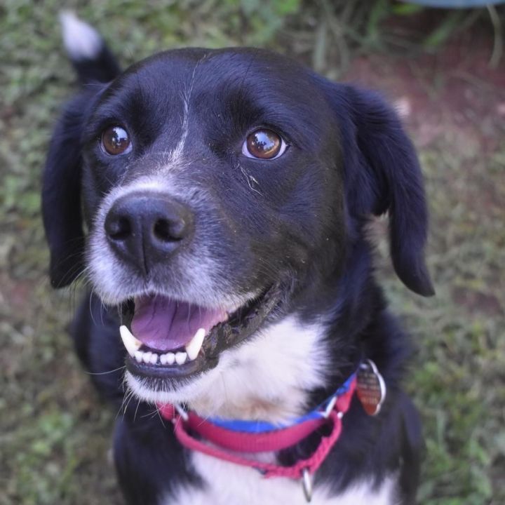Ruffus Atlanta Lab Rescue