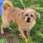 Adoptable (Official) Georgia Dogs for July 24, 2020