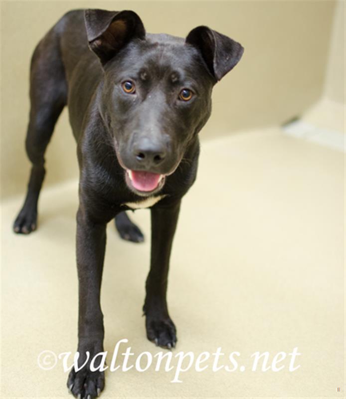 Walton Animal Control 3316998