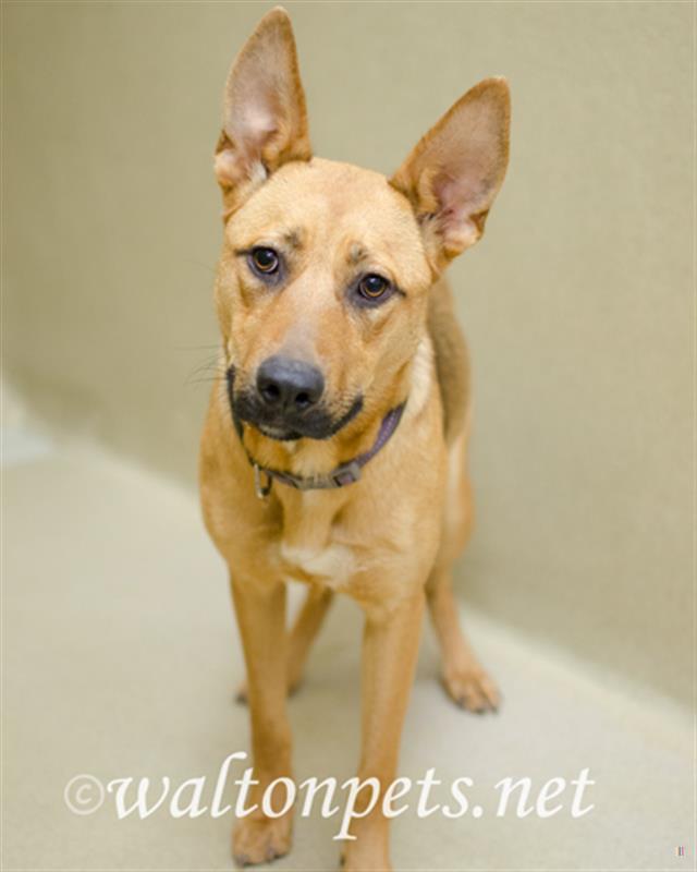 Walton Animal Control 3316999
