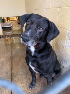 15763 Buddy Murray County Animal Shelter