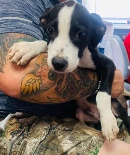 15869 Puppy Murray County Animal Shelter