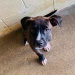 Adoptable (Official) Georgia Dogs for August 20, 2020