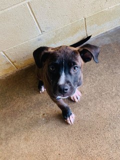 15873 Puppy Murray County Animal Shelter
