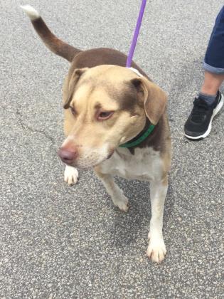 44457255 Hall County Animal Shelter