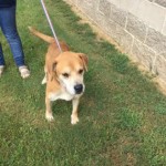 Adoptable (Official) Georgia Dogs for August 28, 2020