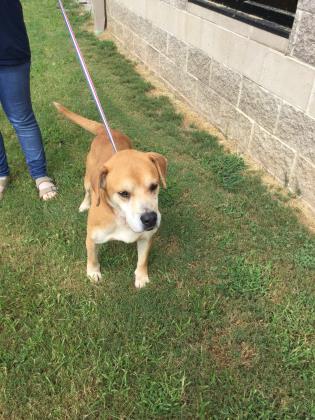 45086144 Hall County Animal Shelter