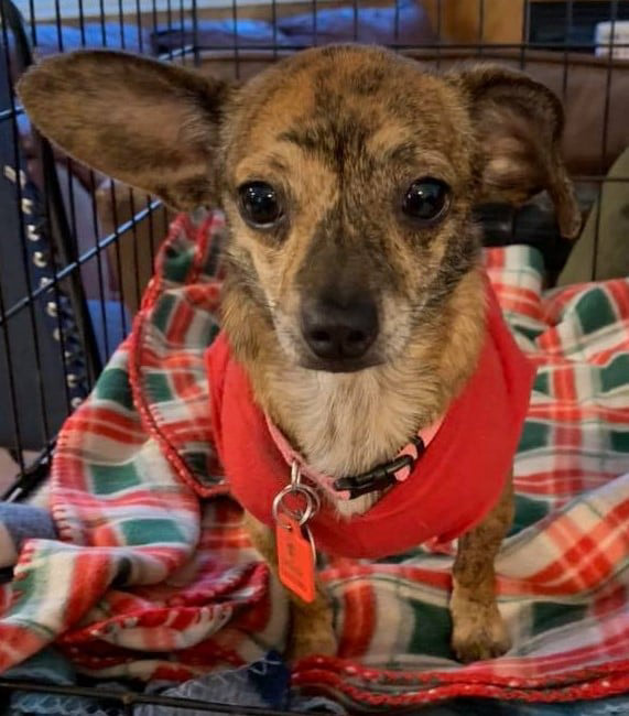 Bambi Tri State Pet Rescue