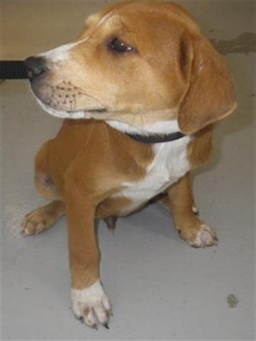 Blaze Augusta Animal Services