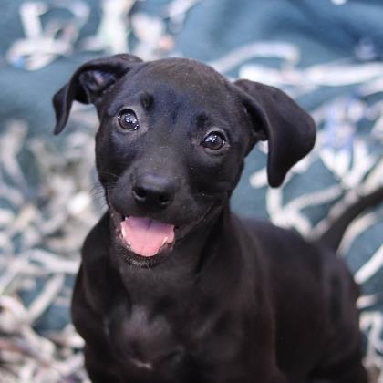 Broccolini Atlanta Humane Society