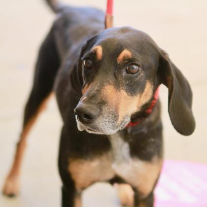 Charla Atlanta Humane Society