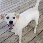Adoptable (Official) Georgia Dogs for August 10, 2020