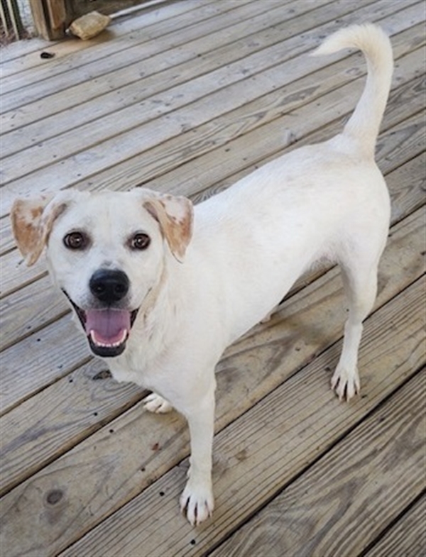 Compton Paulding County Animal Control