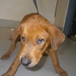 Adoptable (Official) Georgia Dogs for August 6, 2020