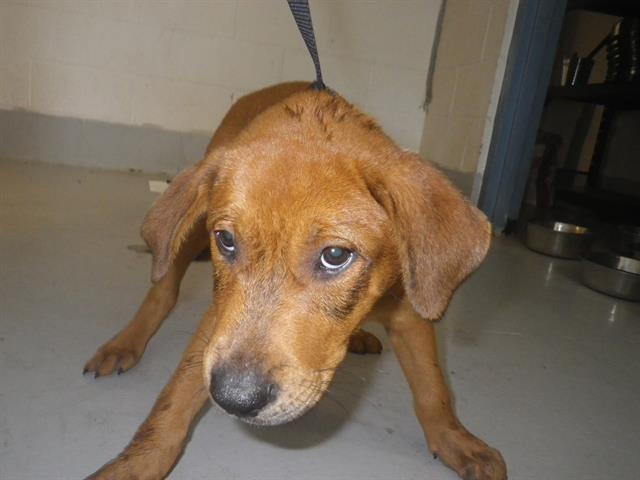 Copper Augusta Animal Services