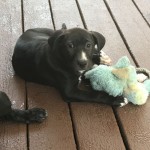 Adoptable (Official) Georgia Dogs for August 7, 2020