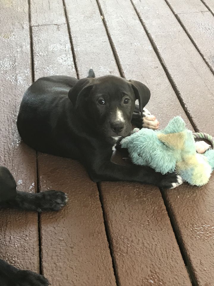 Dahli Training To the Rescue