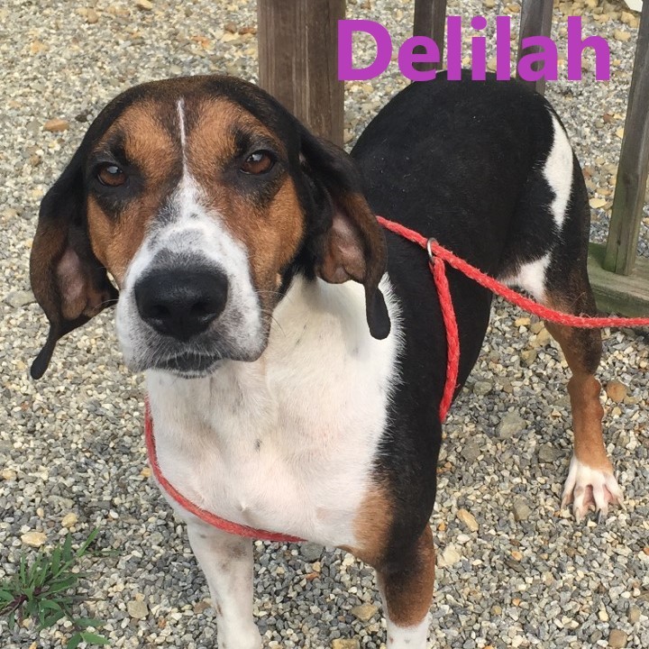 Delilah Humane Societys Mountain Shelter