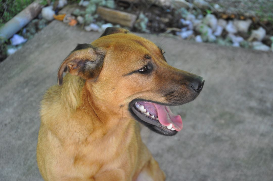 Dixie Animal Rescue Foundation Milledgeville