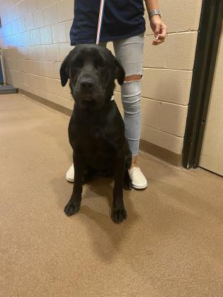 Duke Labrador Hall County Animal Shelter