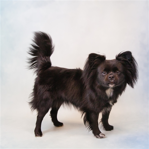 Elliott Gwinnett Animal Shelter