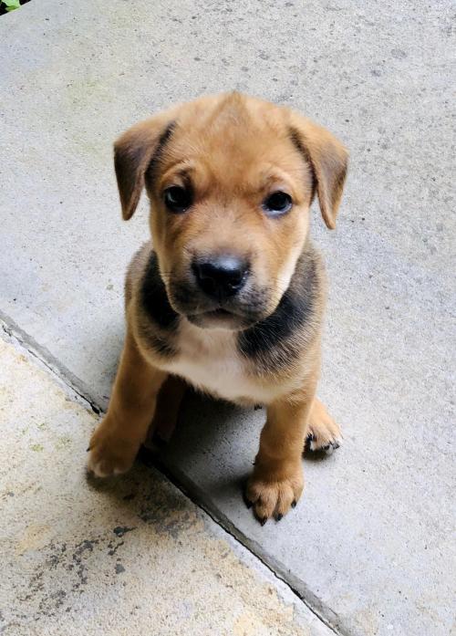 Gale Fayette Humane Society GA