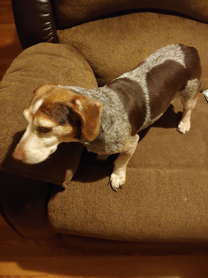 Ginger Southern Souls Rescue