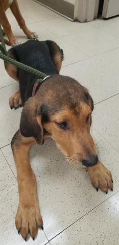 Gus Glynn County Animal Services