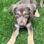 Adoptable (Official) Georgia Dogs for August 26, 2020