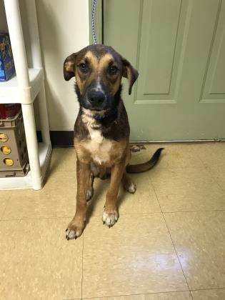 Jameson Dahlonega Lumpkin Humane Society