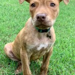 Adoptable (Official) Georgia Dogs for August 31, 2020